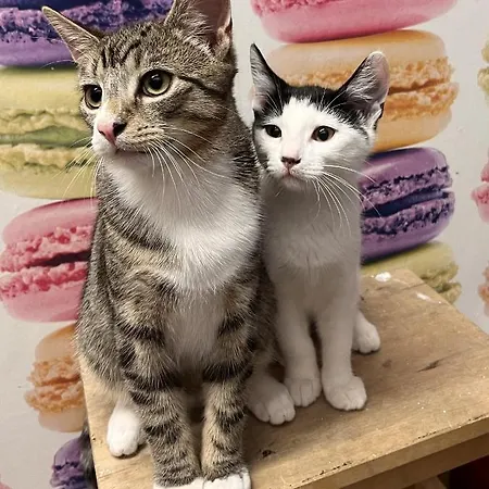 2 Mikes 홈스테이 더블린